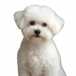 Imagen de un bichón maltés